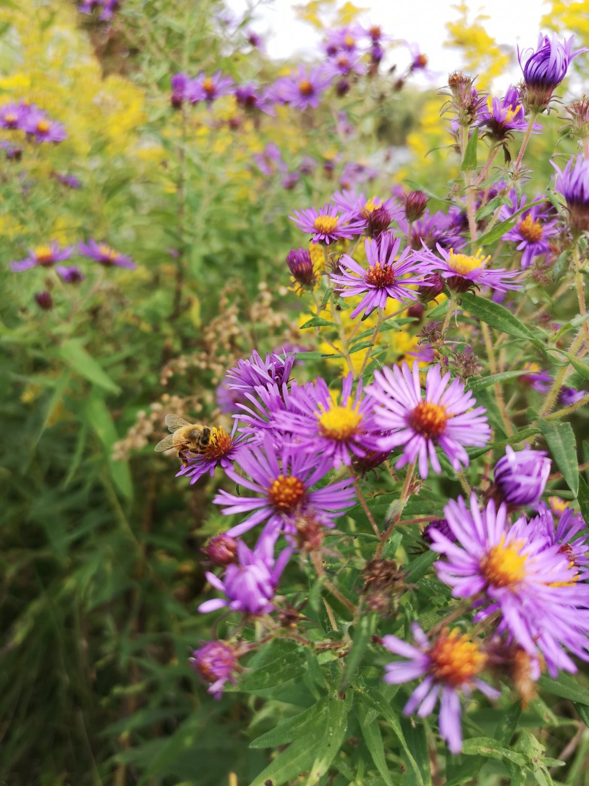 Shadow Lakes Association